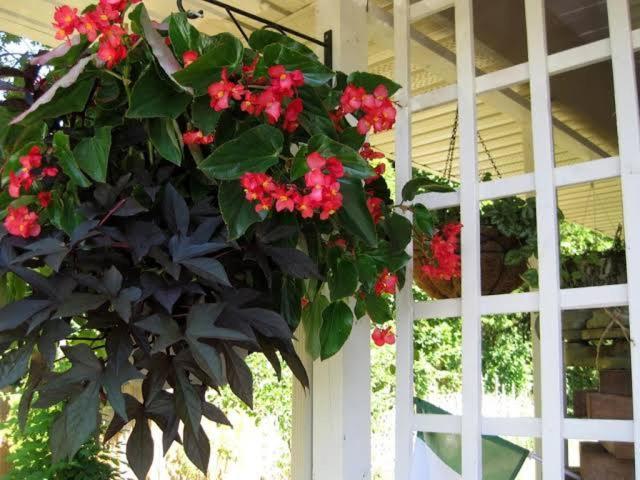 Via Veneto - Old Town Bed and Breakfast Niagara-on-the-Lake Exteriör bild