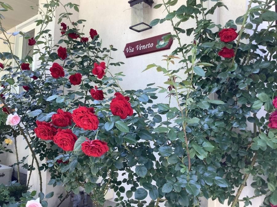 Via Veneto - Old Town Bed and Breakfast Niagara-on-the-Lake Exteriör bild